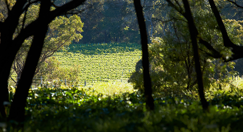 Passel Estate | Halliday Wine Companion